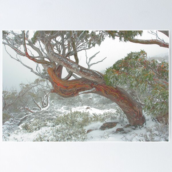 Item preview, Snow Gum designed and sold by Donovan Wilson.