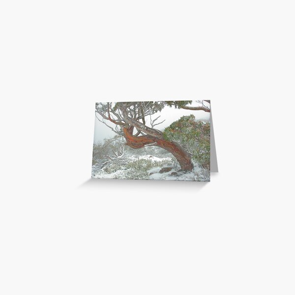 Snow Gum Greeting Card