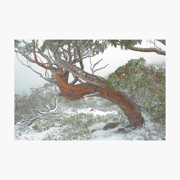 Item preview, Snow Gum designed and sold by Donovan Wilson.