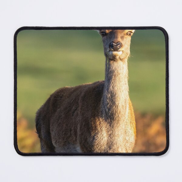 Item preview, Red Deer Hind in Early Winter Sunset designed and sold by UKMatt2000.