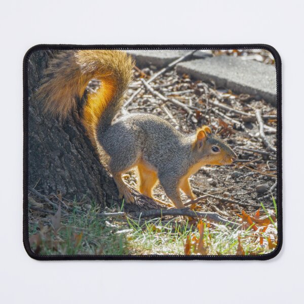 Item preview, Autumn squirrel emerges into the sun designed and sold by Joel Bader.