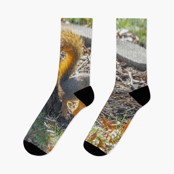 Item preview, Autumn squirrel emerges into the sun designed and sold by Joel Bader.