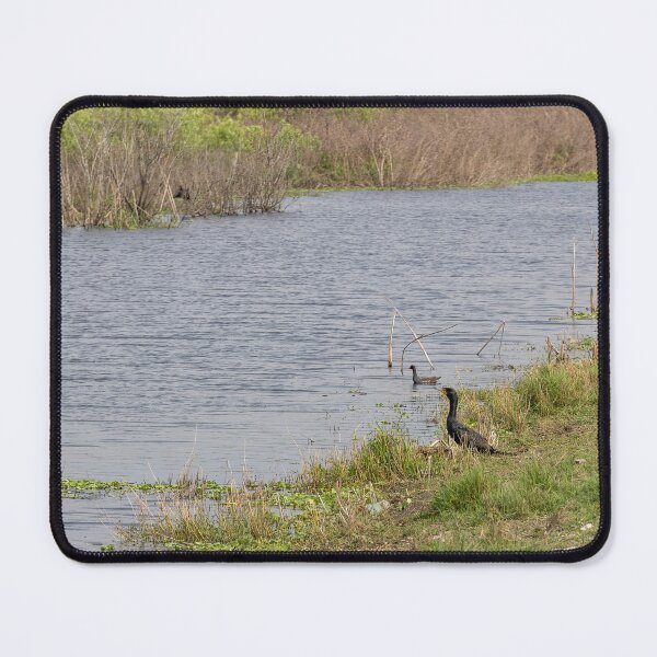 Item preview, Double Crested Cormorant at Lake Apopka, Florida designed and sold by jrtwynam.