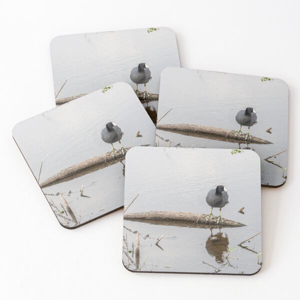 Item preview, Eurasian Coot Reflecting on a Log, Lake Apopka designed and sold by jrtwynam.