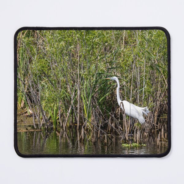 Item preview, Eastern Great Egret in a Swamp, Lake Apopka designed and sold by jrtwynam.