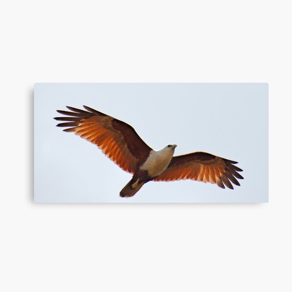 RAPTOR ~ Brahminy Kite DJI3MM6EW4H by David Irwin Canvas Print