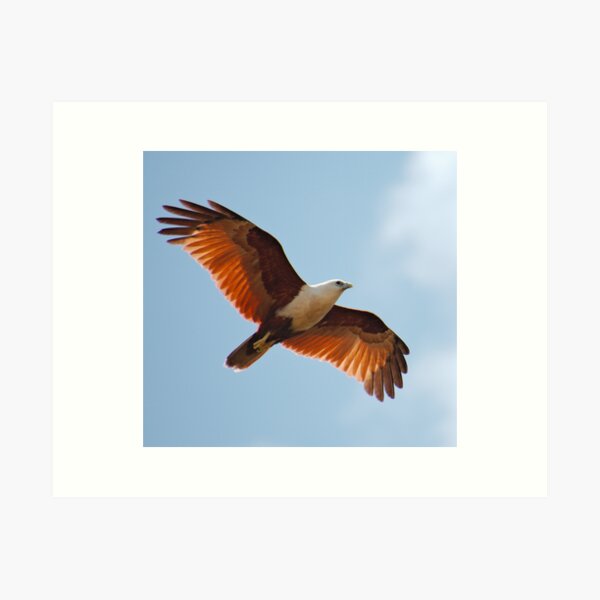 RAPTOR ~ Brahminy Kite 2 DJI3MM6EW4H by David Irwin Art Print