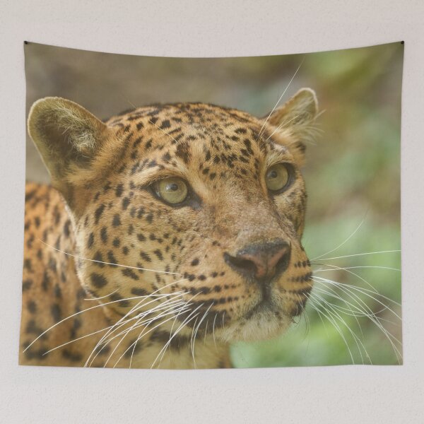 Item preview, Mesmerising Jaguar Gaze designed and sold by rawshutterbug.