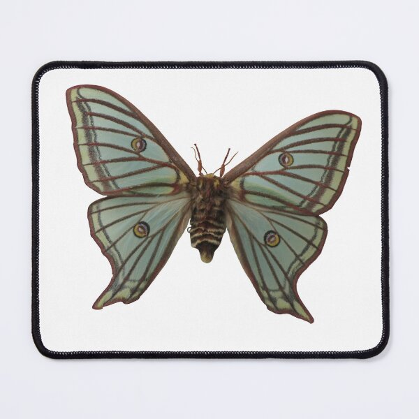 Item preview, Spanish Moon Moth: Graellsia isabellae designed and sold by Entomologist.