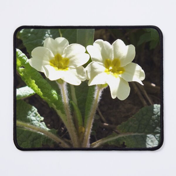 Item preview, Yellow Primroses designed and sold by pinkal.