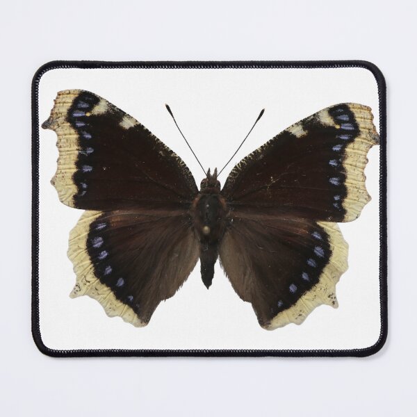 Item preview, Mourning cloak butterfly: Nymphalis antiopa designed and sold by Entomologist.