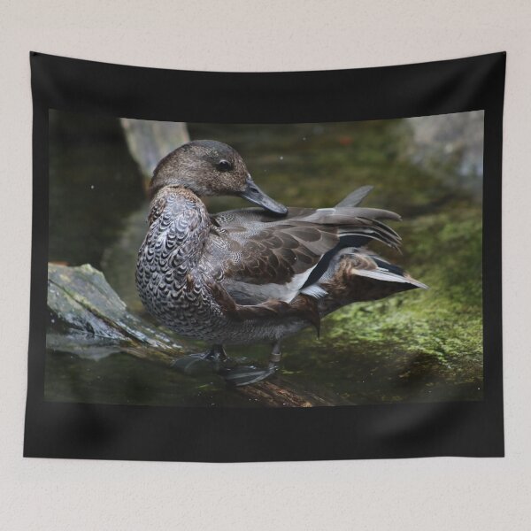 Item preview, Beautiful brown duck preening near water, standing on log. Duck with curved feathers and unique feather patterns designed and sold by Jacobs-Media.