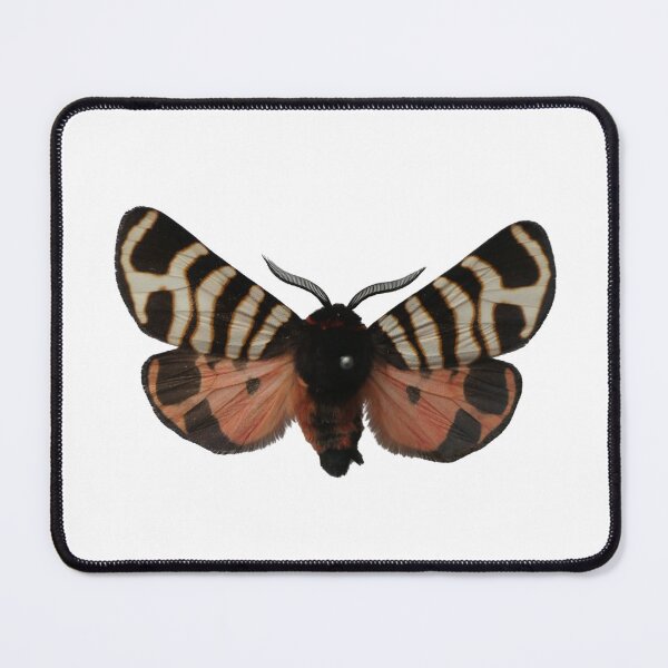 Item preview, Arctia hebe (festiva) festive tiger moth designed and sold by Entomologist.