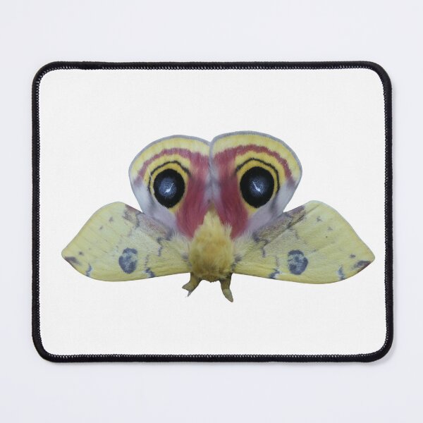Item preview, Io moth / Automeris io male designed and sold by Entomologist.