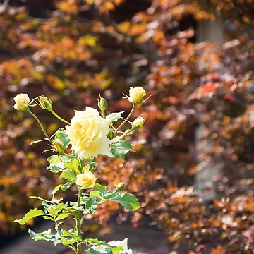 Artwork thumbnail, September Roses by Georgia Mizuleva