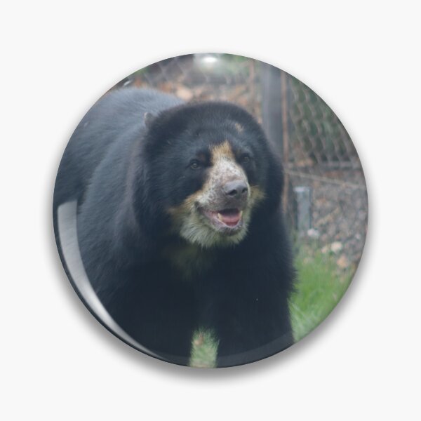 Item preview, Andean Bear walking in grass on all fours in zoo safety enclosure in summer designed and sold by Jacobs-Media.