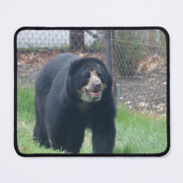 Item preview, Andean Bear walking in grass on all fours in zoo safety enclosure in summer designed and sold by Jacobs-Media.