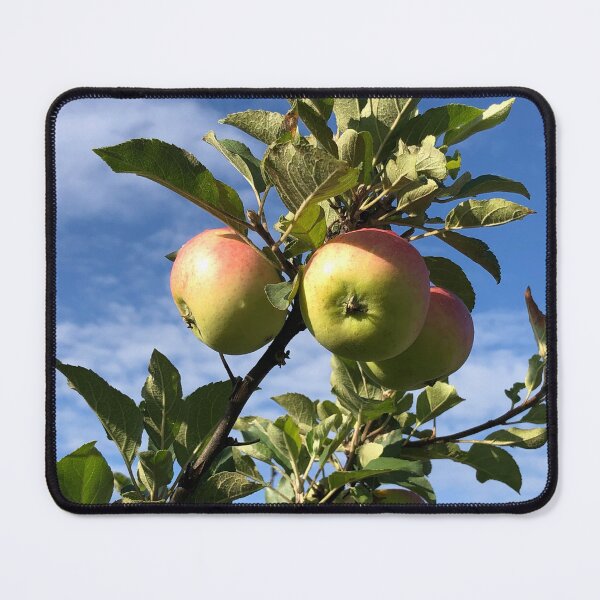 Item preview, Three ripe green apples with red sides on a branch designed and sold by mrivserg.