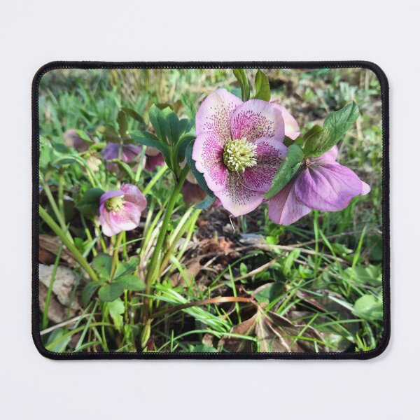 Item preview, Red Lenten rose designed and sold by Gourmetkater.