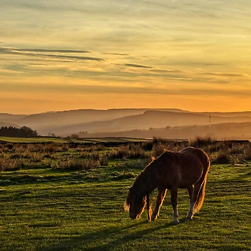 Artwork thumbnail, Golden Hour  by ellenmpics