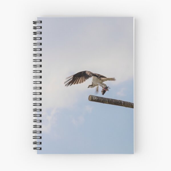 Item preview, Osprey at Lake Apopka, Florida designed and sold by jrtwynam.