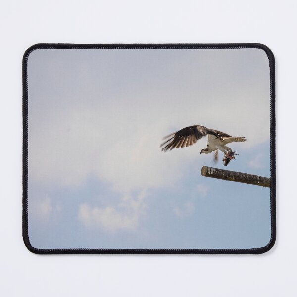 Item preview, Osprey at Lake Apopka, Florida designed and sold by jrtwynam.