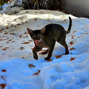 Artwork thumbnail, Kitten's First Snowfall  by ontological