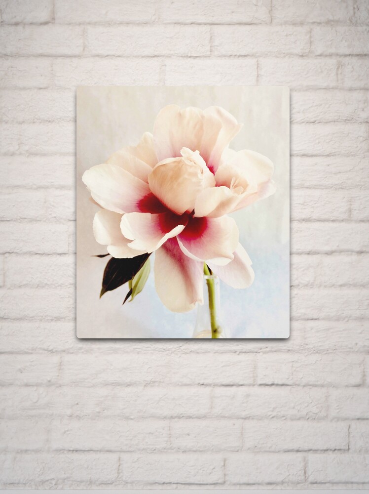 Thumbnail 2 of 4, Metal Print, Peony With Pink designed and sold by Barbara E Wyeth.