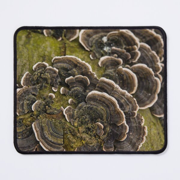 Item preview, Turkey tail mushrooms designed and sold by xophotography.