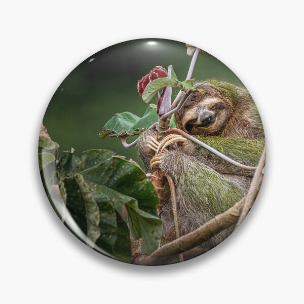 Item preview, 3 toed brown throated sloth on a cecropia tree designed and sold by PTY4u.