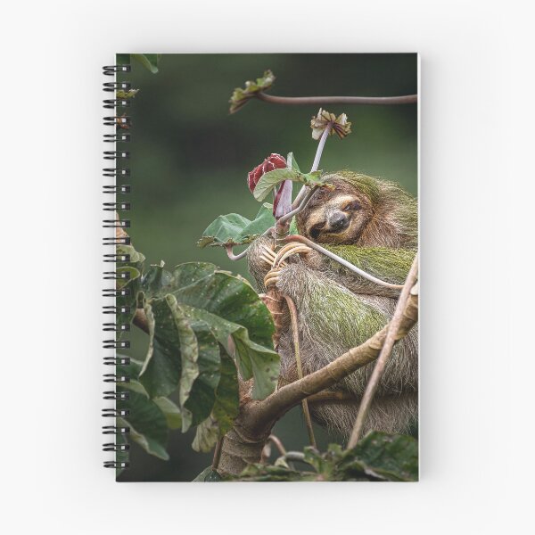 Item preview, 3 toed brown throated sloth on a cecropia tree designed and sold by PTY4u.