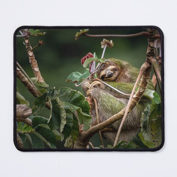 Item preview, 3 toed brown throated sloth on a cecropia tree designed and sold by PTY4u.