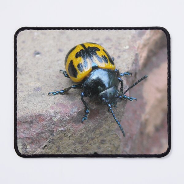 Item preview, Beetle Bug designed and sold by littlemarin.