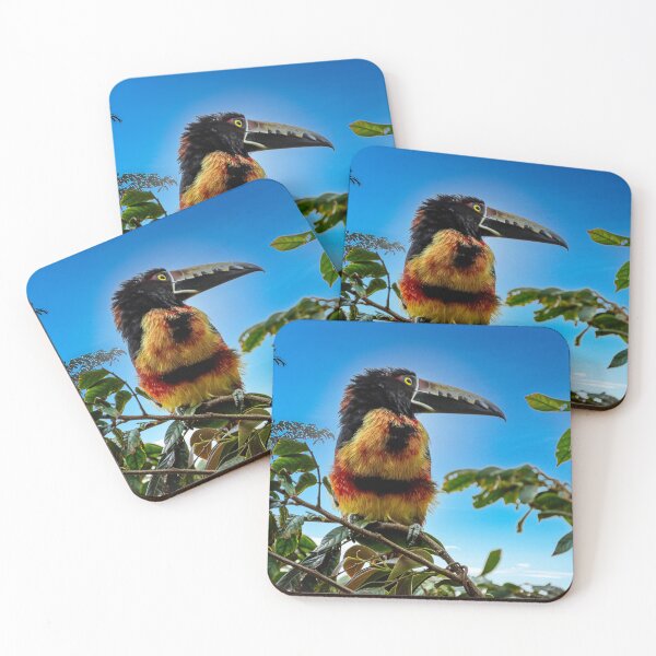 Item preview, Collared aracari designed and sold by PTY4u.