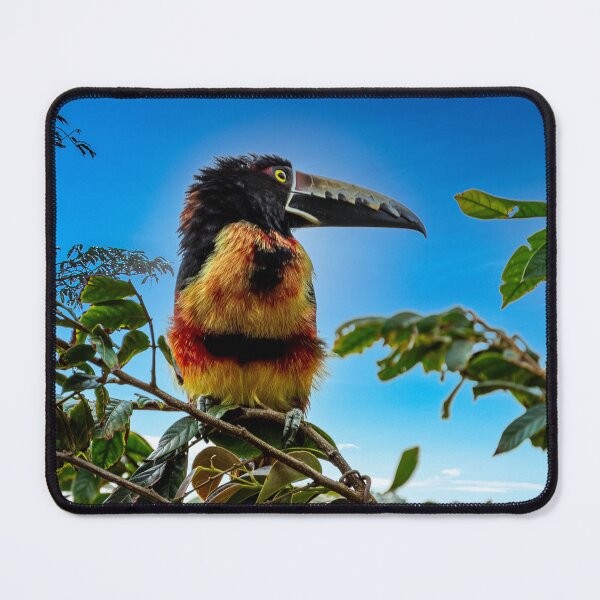 Item preview, Collared aracari designed and sold by PTY4u.