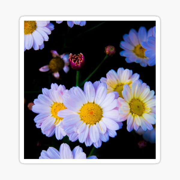 chamomile flower Sticker