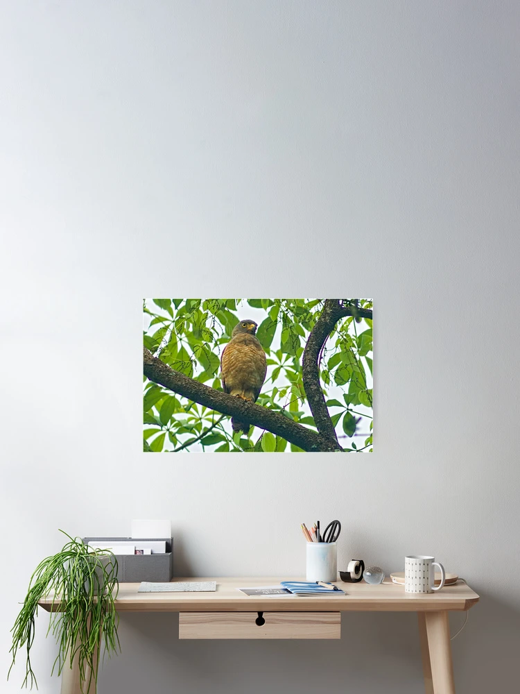 Thumbnail 2 of 3, Poster, dls eagle designed and sold by pcfyi.