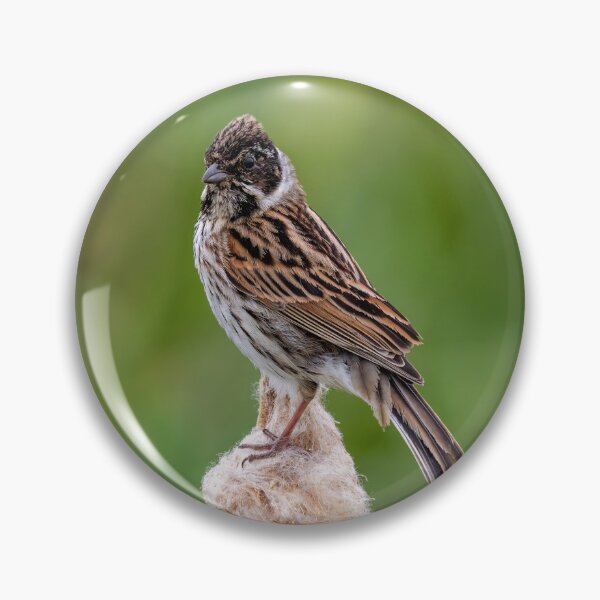 Item preview, Reed Bunting designed and sold by UKMatt2000.