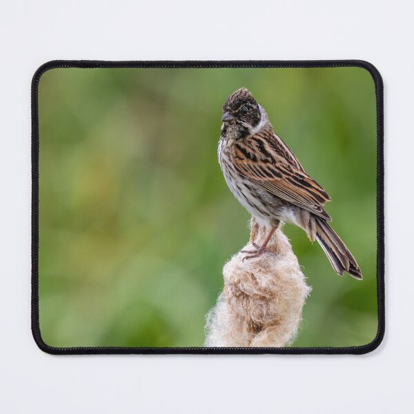 Item preview, Reed Bunting designed and sold by UKMatt2000.