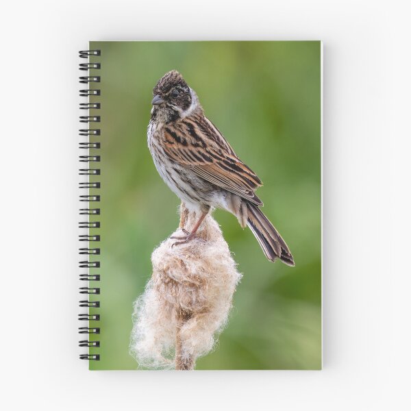 Item preview, Reed Bunting designed and sold by UKMatt2000.
