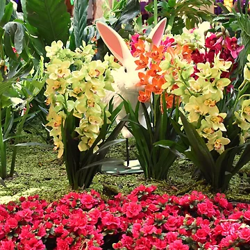 Artwork thumbnail, Orchid Rabit 10 by MangoSeeds