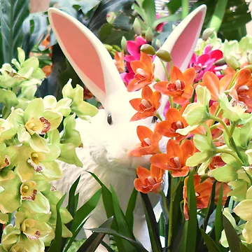 Artwork thumbnail, Orchid Rabbit 10: Cropped by MangoSeeds
