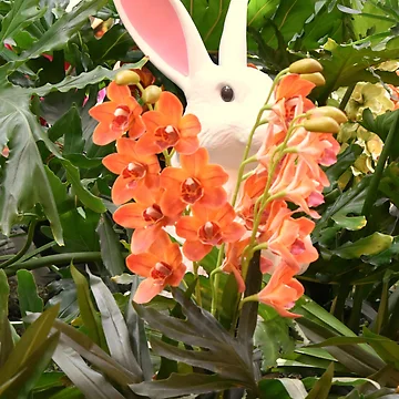 Artwork thumbnail, Orchid Rabbit 13 by MangoSeeds