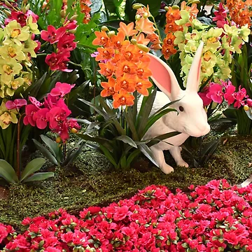 Artwork thumbnail, Orchid Rabbit 14 by MangoSeeds