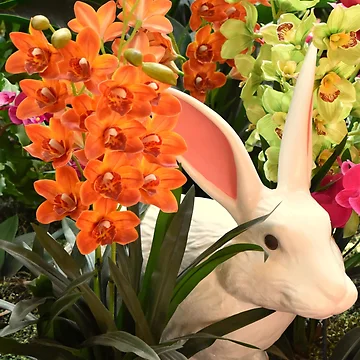 Artwork thumbnail, Orchid Rabbit 14: Cropped by MangoSeeds