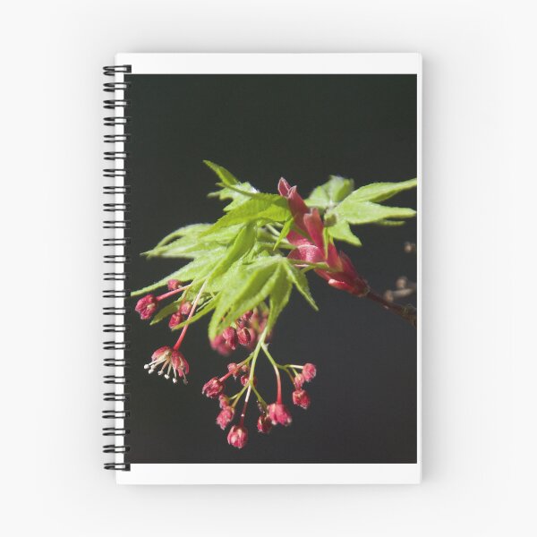 Item preview, Blooming Japanese Maple designed and sold by Lsteuart.