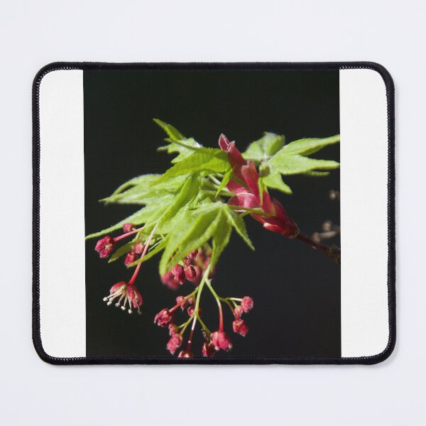Item preview, Blooming Japanese Maple designed and sold by Lsteuart.