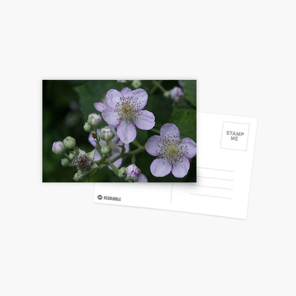 Blackberry flowers Postcard