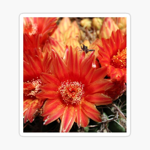 Fishhook Barrel Cactus Flower 02 Poster for Sale by a.j.