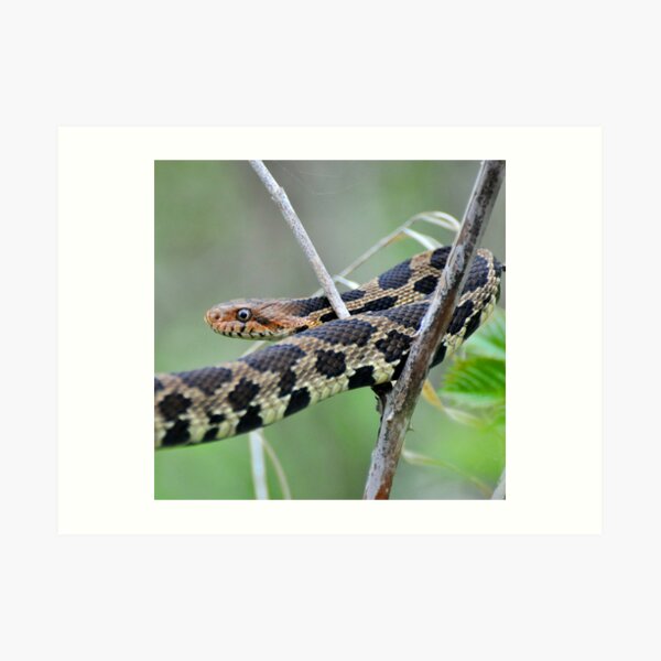 Hanging Around Art Print